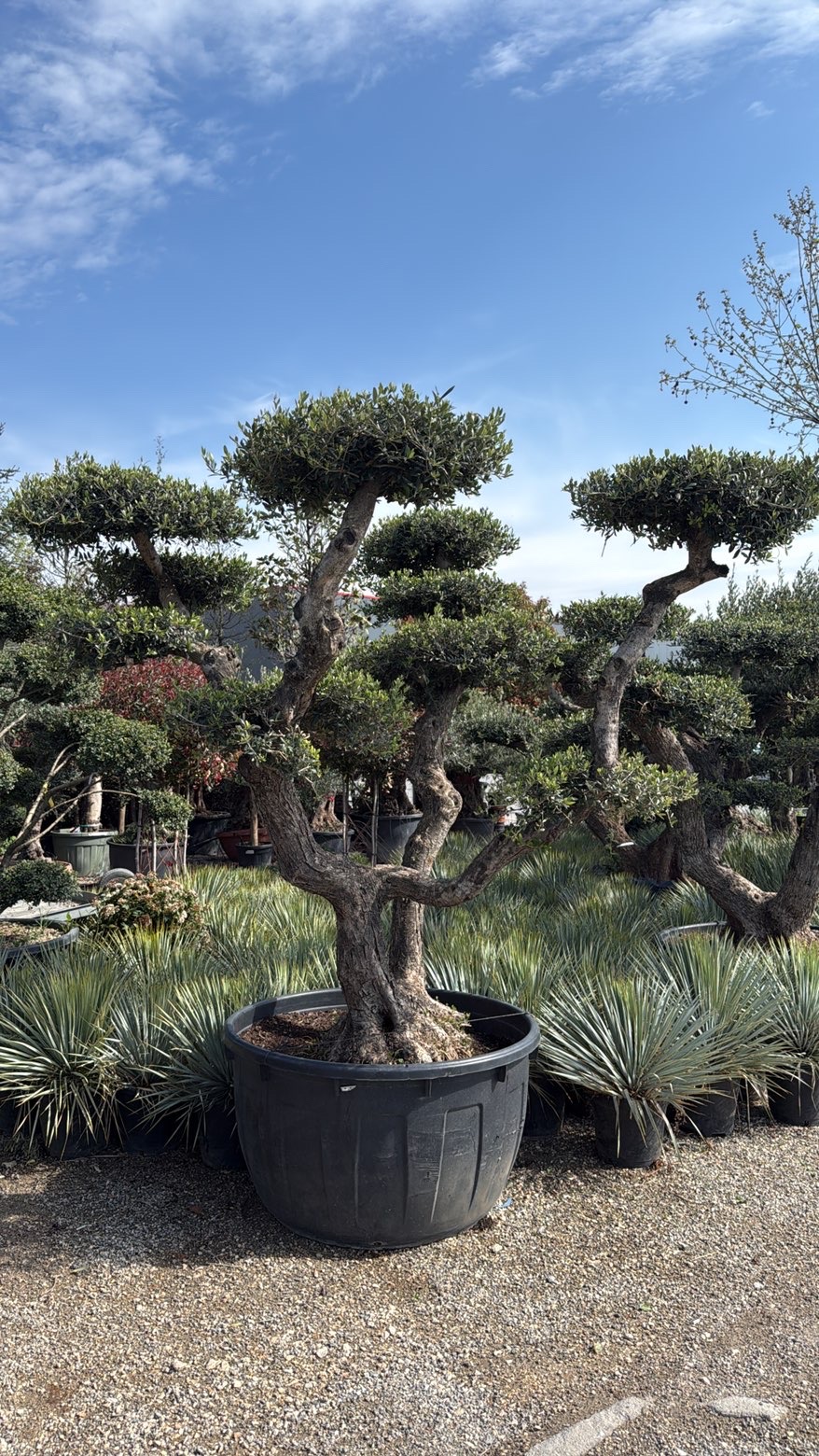 Olea Europaea (Ullinj Dekorativ)